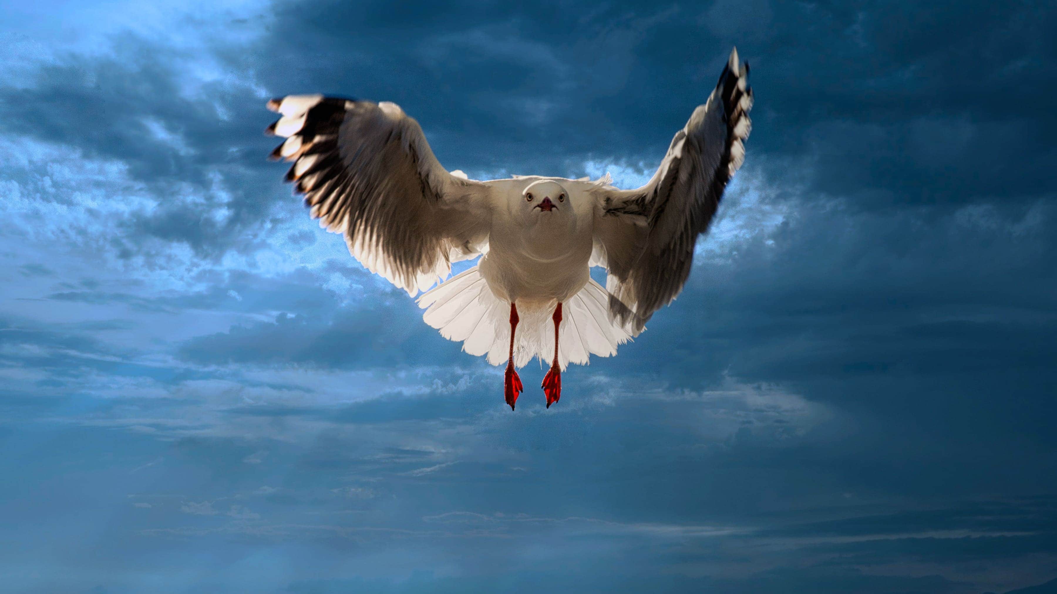 An Australian seagull